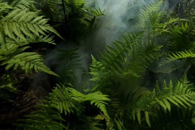 Rituel Amazonien